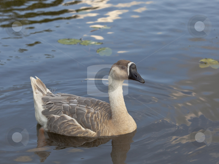 To use this stock image in your creative project, please select the size you need over to the right and click the "Add to Cart" button.
Your downloaded image will come with the Cutcaster watermark removed so don’t worry about the watermark you see on this page. Swan goose female 6 stock photo, A female swan goose anser cygnoides swimming by Mike Smith