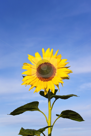To use this stock image in your creative project, please select the size you need over to the right and click the "Add to Cart" button.
Your downloaded image will come with the Cutcaster watermark removed so don’t worry about the watermark you see on this page. Sunflower and sky 2 stock photo, A bright yellow sunflower in summer under a blue sky by Mike Smith