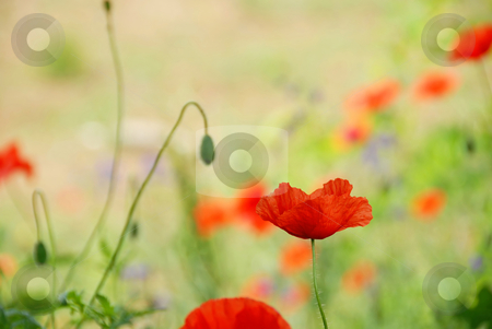 To use this stock image in your creative project, please select the size you need over to the right and click the "Add to Cart" button.
Your downloaded image will come with the Cutcaster watermark removed so don’t worry about the watermark you see on this page. Red poppy stock photo, Red poppy flower over green blur summer background by Julija Sapic