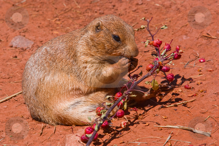 To use this stock image in your creative project, please select the size you need over to the right and click the "Add to Cart" button.
Your downloaded image will come with the Cutcaster watermark removed so don’t worry about the watermark you see on this page. A prairie dog eating stock photo, A prairie dog eating berries off a branch by David Gallaher
