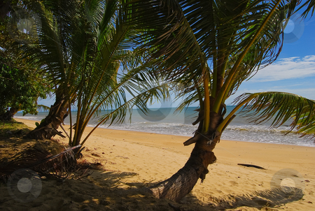 To use this stock image in your creative project, please select the size you need over to the right and click the "Add to Cart" button.
Your downloaded image will come with the Cutcaster watermark removed so don’t worry about the watermark you see on this page. Palm Beach stock photo, Looking through the plam trees to the beach on a sunny day by Emma White