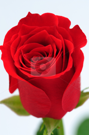 To use this stock image in your creative project, please select the size you need over to the right and click the "Add to Cart" button.
Your downloaded image will come with the Cutcaster watermark removed so don’t worry about the watermark you see on this page. Red rose stock photo, Close up of Red rose by Jaggat Images