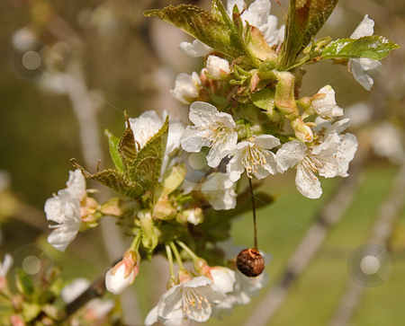 To use this stock image in your creative project, please select the size you need over to the right and click the "Add to Cart" button.
Your downloaded image will come with the Cutcaster watermark removed so don’t worry about the watermark you see on this page. White Cherry Blossoms With Dried Cherry stock photo, This is a branch of a cherry tree in bloom with its white blossoms glistening with rain. Also, shows a dried cherry left clinging to the tree from last year's crop. by Valerie Garner