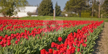 To use this stock image in your creative project, please select the size you need over to the right and click the "Add to Cart" button.
Your downloaded image will come with the Cutcaster watermark removed so don’t worry about the watermark you see on this page. Rural Farm of Red Tulips stock photo, This is a shot of a rural farm with a field of bright red tulips in full bloom that tends to pull you in and invites you to stroll. by Valerie Garner