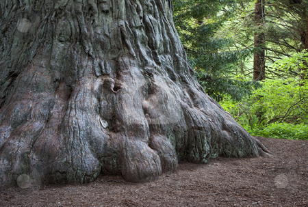 To use this stock image in your creative project, please select the size you need over to the right and click the "Add to Cart" button.
Your downloaded image will come with the Cutcaster watermark removed so don’t worry about the watermark you see on this page. The Giant stock photo, Sequoia sempervirens, Prairie Creek Redwoods State Park, Humboldt County, California by mdphot