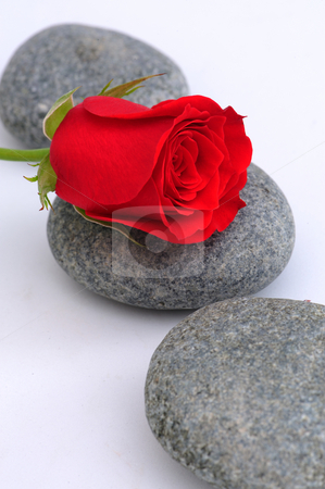 To use this stock image in your creative project, please select the size you need over to the right and click the "Add to Cart" button.
Your downloaded image will come with the Cutcaster watermark removed so don’t worry about the watermark you see on this page. Red rose stock photo, Beautiful red rose on stone by Jaggat Images