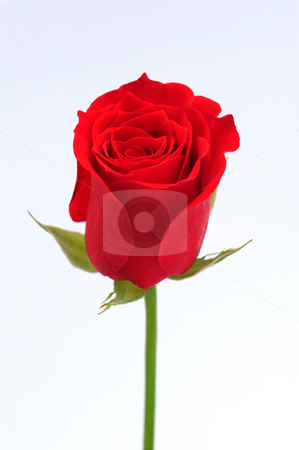 To use this stock image in your creative project, please select the size you need over to the right and click the "Add to Cart" button.
Your downloaded image will come with the Cutcaster watermark removed so don’t worry about the watermark you see on this page. Red rose stock photo, Close up of Red rose by Jaggat Images