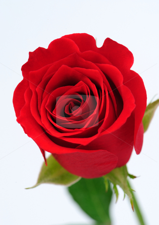 To use this stock image in your creative project, please select the size you need over to the right and click the "Add to Cart" button.
Your downloaded image will come with the Cutcaster watermark removed so don’t worry about the watermark you see on this page. Red rose stock photo, Close up of Red rose by Jaggat Images