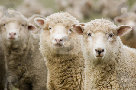 To use this stock image in your creative project, please select the size you need over to the right and click the "Add to Cart" button.
Your downloaded image will come with the Cutcaster watermark removed so don’t worry about the watermark you see on this page. Sheep in a row stock photo, Three sheep within a mob all turning to look in the same direction by Lee Torrens