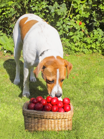 To use this stock image in your creative project, please select the size you need over to the right and click the "Add to Cart" button.
Your downloaded image will come with the Cutcaster watermark removed so don’t worry about the watermark you see on this page. Inquisitive dog stock photo, An inquisitive dog with a basket of plums by Mike Smith