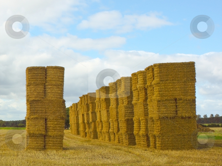 To use this stock image in your creative project, please select the size you need over to the right and click the "Add to Cart" button.
Your downloaded image will come with the Cutcaster watermark removed so don’t worry about the watermark you see on this page. Big straw bales stock photo, Stacks of big straw bales in summer by Mike Smith