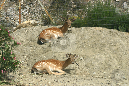 To use this stock image in your creative project, please select the size you need over to the right and click the "Add to Cart" button.
Your downloaded image will come with the Cutcaster watermark removed so don’t worry about the watermark you see on this page. Two deer stock photo, Two deer relaxing on a mound by Darren Booth