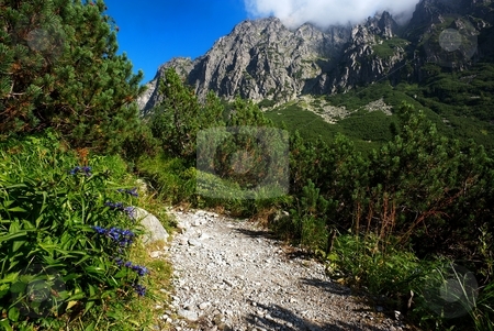 To use this stock image in your creative project, please select the size you need over to the right and click the "Add to Cart" button.
Your downloaded image will come with the Cutcaster watermark removed so don’t worry about the watermark you see on this page. Blue flowers by walking path stock photo, Gentiana blue flowers by walking path in mountains with ever green trees by Juraj Kovacik