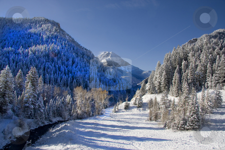 To use this stock image in your creative project, please select the size you need over to the right and click the "Add to Cart" button.
Your downloaded image will come with the Cutcaster watermark removed so don’t worry about the watermark you see on this page. Winter stock photo, View of pine trees right after a snow storm with deep blue sky's by Mark Smith