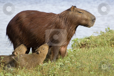 To use this stock image in your creative project, please select the size you need over to the right and click the "Add to Cart" button.
Your downloaded image will come with the Cutcaster watermark removed so don’t worry about the watermark you see on this page. Capibara (Carpincho) Feeding her Young stock photo, A mother capibara, the largest of the rodent family, suckling her two young cubs by Lee Torrens