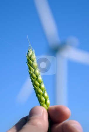 To use this stock image in your creative project, please select the size you need over to the right and click the "Add to Cart" button.
Your downloaded image will come with the Cutcaster watermark removed so don’t worry about the watermark you see on this page. Wind Crop stock photo, Crop in hand by Tony Lott N??rnberger
