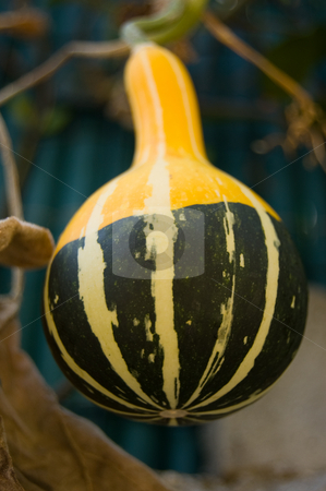 To use this stock image in your creative project, please select the size you need over to the right and click the "Add to Cart" button.
Your downloaded image will come with the Cutcaster watermark removed so don’t worry about the watermark you see on this page. Ornamental pumpkin stock photo, Ornamental striped green orange pumpkin by Roberto Marinello
