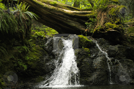 To use this stock image in your creative project, please select the size you need over to the right and click the "Add to Cart" button.
Your downloaded image will come with the Cutcaster watermark removed so don’t worry about the watermark you see on this page. Moran State Park stock photo, USA, Washington, Orcas Island, Moran State Park by David Ryan