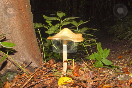 To use this stock image in your creative project, please select the size you need over to the right and click the "Add to Cart" button.
Your downloaded image will come with the Cutcaster watermark removed so don’t worry about the watermark you see on this page. Woodland funghi stock photo, A woodland funghi tawny grisette in summer by Mike Smith