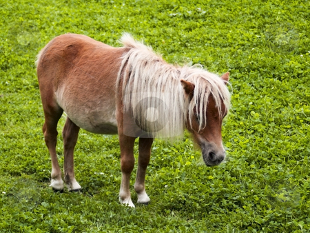 To use this stock image in your creative project, please select the size you need over to the right and click the "Add to Cart" button.
Your downloaded image will come with the Cutcaster watermark removed so don’t worry about the watermark you see on this page. Minature shetland pony stock photo, A miniature shetland pony in a paddock in summer by Mike Smith