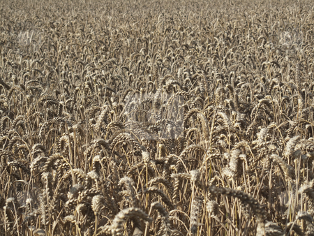 To use this stock image in your creative project, please select the size you need over to the right and click the "Add to Cart" button.
Your downloaded image will come with the Cutcaster watermark removed so don’t worry about the watermark you see on this page. Field of Wheat stock photo, A field of wheat by Stephen Clarke