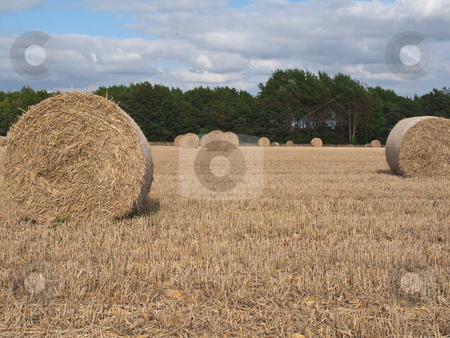 To use this stock image in your creative project, please select the size you need over to the right and click the "Add to Cart" button.
Your downloaded image will come with the Cutcaster watermark removed so don’t worry about the watermark you see on this page. Autumn Harvest stock photo, A field of wheat freshly harvested by Stephen Clarke