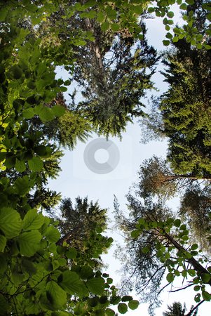 To use this stock image in your creative project, please select the size you need over to the right and click the "Add to Cart" button.
Your downloaded image will come with the Cutcaster watermark removed so don’t worry about the watermark you see on this page. Tree crown frame stock photo, Frame of green trees crowns and branches in forest by Julija Sapic