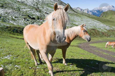 To use this stock image in your creative project, please select the size you need over to the right and click the "Add to Cart" button.
Your downloaded image will come with the Cutcaster watermark removed so don’t worry about the watermark you see on this page. Two haflinger horses stock photo, Two haflinger horses free in a high mountain pasture in italian dolomites, Sudtirol by ANTONIO SCARPI