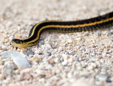 To use this stock image in your creative project, please select the size you need over to the right and click the "Add to Cart" button.
Your downloaded image will come with the Cutcaster watermark removed so don’t worry about the watermark you see on this page. Garter Snake stock photo, Closeup view of a garter snake slithering across some stones outside by Richard Nelson