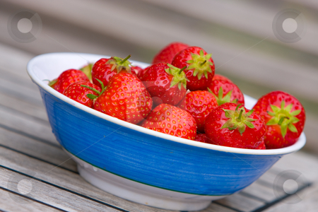 To use this stock image in your creative project, please select the size you need over to the right and click the "Add to Cart" button.
Your downloaded image will come with the Cutcaster watermark removed so don’t worry about the watermark you see on this page. Strawberries stock photo, Strawberries in blue bowl by Karen Arnold