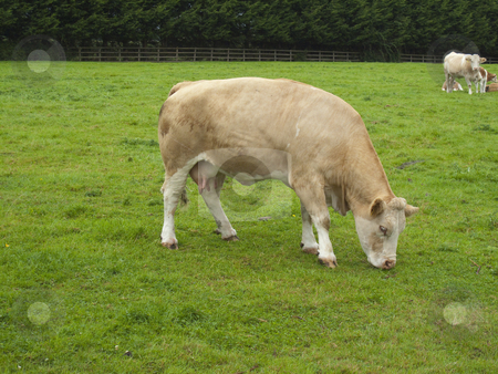 To use this stock image in your creative project, please select the size you need over to the right and click the "Add to Cart" button.
Your downloaded image will come with the Cutcaster watermark removed so don’t worry about the watermark you see on this page. Cow stock photo, A cow munching away on grass in a meadow by Stephen Clarke