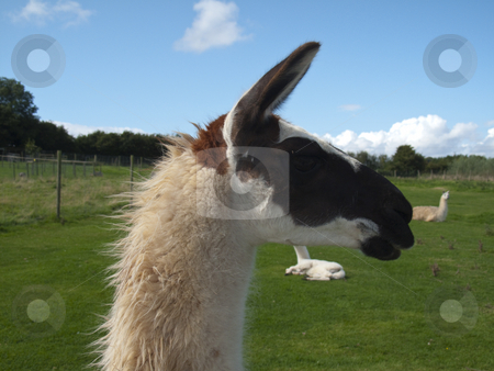 To use this stock image in your creative project, please select the size you need over to the right and click the "Add to Cart" button.
Your downloaded image will come with the Cutcaster watermark removed so don’t worry about the watermark you see on this page. Llama stock photo, A closeupof a Llama's head - amongst others in the field by Stephen Clarke