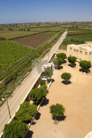 To use this stock image in your creative project, please select the size you need over to the right and click the "Add to Cart" button.
Your downloaded image will come with the Cutcaster watermark removed so don’t worry about the watermark you see on this page. Vine Road stock photo, Vines agriculture on harvest time in El-Minya, Egypt. by Amr Hassanein