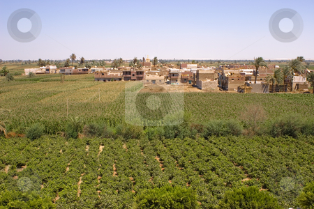 To use this stock image in your creative project, please select the size you need over to the right and click the "Add to Cart" button.
Your downloaded image will come with the Cutcaster watermark removed so don’t worry about the watermark you see on this page. Vines Village stock photo, Vines agriculture on harvest time in El-Minya, Egypt. by Amr Hassanein