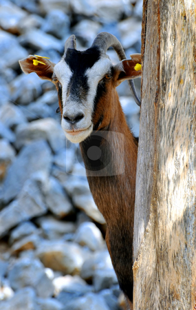 To use this stock image in your creative project, please select the size you need over to the right and click the "Add to Cart" button.
Your downloaded image will come with the Cutcaster watermark removed so don’t worry about the watermark you see on this page. Wild goat (Kri-Kri) stock photo, Goat in the mountains of Crete, Greece by Fernando Barozza