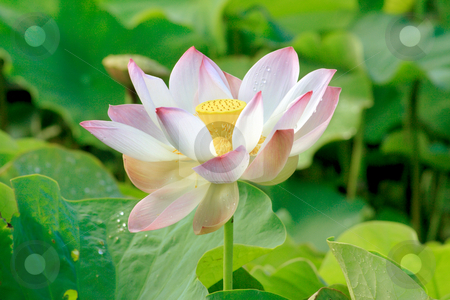To use this stock image in your creative project, please select the size you need over to the right and click the "Add to Cart" button.
Your downloaded image will come with the Cutcaster watermark removed so don’t worry about the watermark you see on this page. Nelumbo nucifera 006 stock photo, Lotus (Nelumbo nucifera) flower in full bloom, white petals and pink edges with green leaves in background by Steeve Dubois