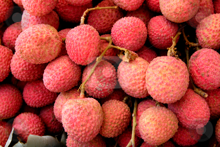 To use this stock image in your creative project, please select the size you need over to the right and click the "Add to Cart" button.
Your downloaded image will come with the Cutcaster watermark removed so don’t worry about the watermark you see on this page. Litchi chinensis 009 stock photo, Close up of red litchis by Steeve Dubois