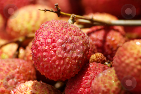 To use this stock image in your creative project, please select the size you need over to the right and click the "Add to Cart" button.
Your downloaded image will come with the Cutcaster watermark removed so don’t worry about the watermark you see on this page. Litchi chinensis 005 stock photo, Close up of red litchis by Steeve Dubois