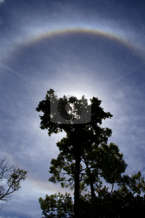 To use this stock image in your creative project, please select the size you need over to the right and click the "Add to Cart" button.
Your downloaded image will come with the Cutcaster watermark removed so don’t worry about the watermark you see on this page. Halo_004 stock photo, Backlit tree and halo, a meteorological phenomenon, in a cloudy sky. by Steeve Dubois