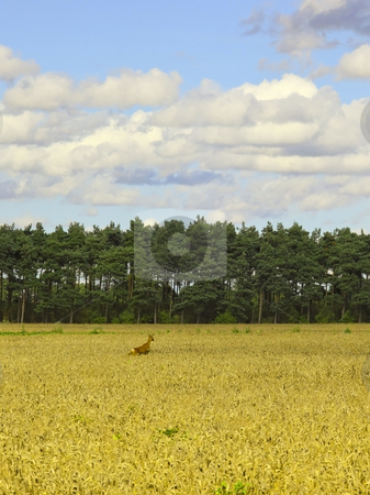 To use this stock image in your creative project, please select the size you need over to the right and click the "Add to Cart" button.
Your downloaded image will come with the Cutcaster watermark removed so don’t worry about the watermark you see on this page. Deer in wheatfield stock photo, A roe deer running through a field of ripe wheat with pine trees in the background under a summer sky by Mike Smith