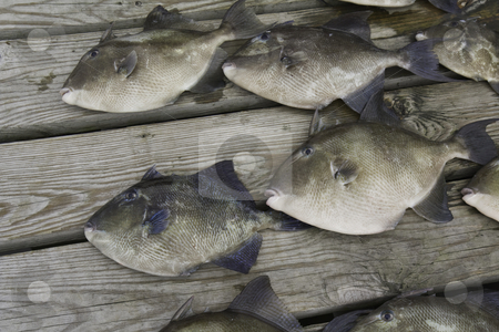 To use this stock image in your creative project, please select the size you need over to the right and click the "Add to Cart" button.
Your downloaded image will come with the Cutcaster watermark removed so don’t worry about the watermark you see on this page. Gray trigger fish (Balistes capriscus) caught by sport fishermen stock photo, Gray trigger fish (Balistes capriscus) caught by sport fishermen off the coast of North Carolina by Stephen Goodwin