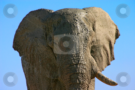 To use this stock image in your creative project, please select the size you need over to the right and click the "Add to Cart" button.
Your downloaded image will come with the Cutcaster watermark removed so don’t worry about the watermark you see on this page. Old one tusk stock photo, Portrait of a large old bull elephant covered in mud with one tusk missing by Darren Pattterson