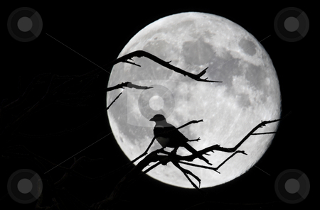 To use this stock image in your creative project, please select the size you need over to the right and click the "Add to Cart" button.
Your downloaded image will come with the Cutcaster watermark removed so don’t worry about the watermark you see on this page. Bird and moon stock photo, Bird and moon in Asturias, Spain by Bernardo Varela