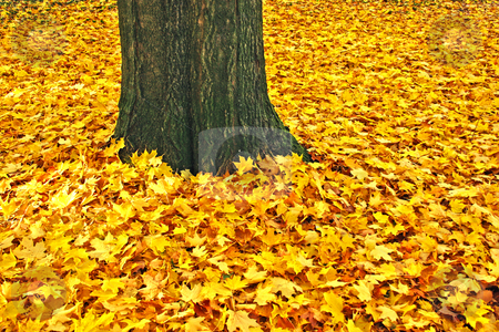 To use this stock image in your creative project, please select the size you need over to the right and click the "Add to Cart" button.
Your downloaded image will come with the Cutcaster watermark removed so don’t worry about the watermark you see on this page. Yellow leaves and trunk of a sugar maple stock photo, Yellow leaves and trunk of a sugar maple (Acer saccharum) in fall; by Stephen Goodwin
