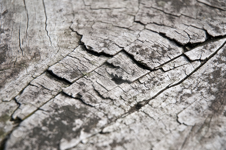 To use this stock image in your creative project, please select the size you need over to the right and click the "Add to Cart" button.
Your downloaded image will come with the Cutcaster watermark removed so don’t worry about the watermark you see on this page. Cracked wood stock photo, Cracked wooden table macro. by Anibal Trejo