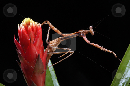To use this stock image in your creative project, please select the size you need over to the right and click the "Add to Cart" button.
Your downloaded image will come with the Cutcaster watermark removed so don’t worry about the watermark you see on this page. Praying Mantis stock photo, Praying Mantis reaching for a leaf on a black background by Karen Arnold
