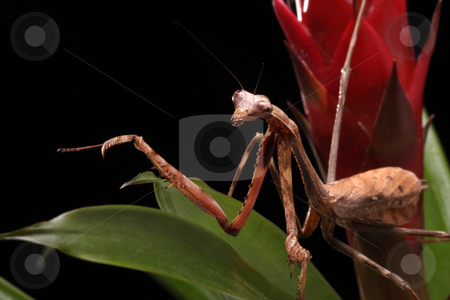 To use this stock image in your creative project, please select the size you need over to the right and click the "Add to Cart" button.
Your downloaded image will come with the Cutcaster watermark removed so don’t worry about the watermark you see on this page. Praying Mantis stock photo, Praying Mantis on a black background in close-up by Karen Arnold
