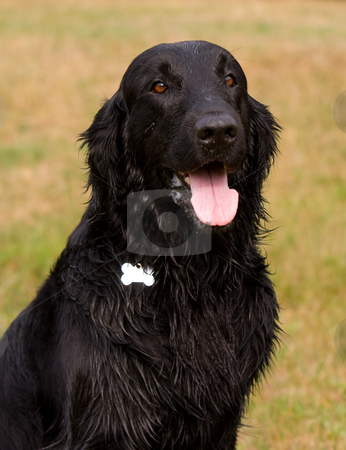 To use this stock image in your creative project, please select the size you need over to the right and click the "Add to Cart" button.
Your downloaded image will come with the Cutcaster watermark removed so don’t worry about the watermark you see on this page. Flat Coated Retriever stock photo, Portrait of a beautiful but wet flat coated retriever dog by Karen Arnold