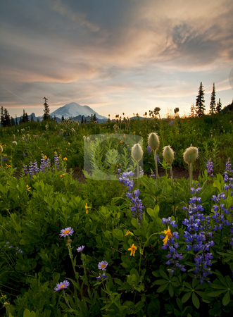 To use this stock image in your creative project, please select the size you need over to the right and click the "Add to Cart" button.
Your downloaded image will come with the Cutcaster watermark removed so don’t worry about the watermark you see on this page. Lupine Sunset stock photo, Aster, Lupine and Western Anenome under the setting sun near Mt. Rainier by Mike Dawson