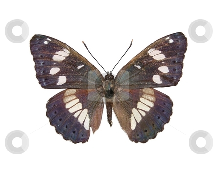 To use this stock image in your creative project, please select the size you need over to the right and click the "Add to Cart" button.
Your downloaded image will come with the Cutcaster watermark removed so don’t worry about the watermark you see on this page. Southern White Admiral butterfly (Limenitis reducta) stock photo, Southern White Admiral butterfly (Limenitis reducta) by Robert Biedermann